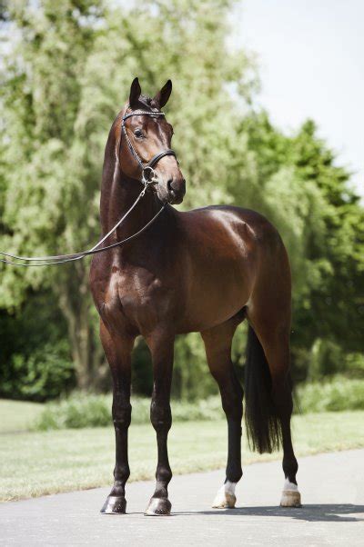 hermes hengst
